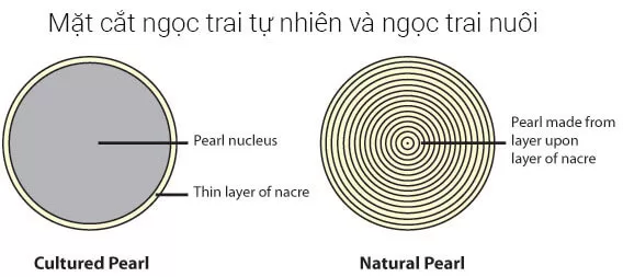 Cách nhận biết các loại ngọc trai